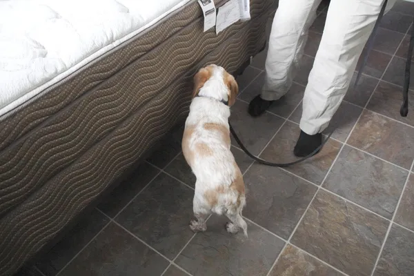 Dog Sniffing for Bed Bugs — Stock Photo, Image