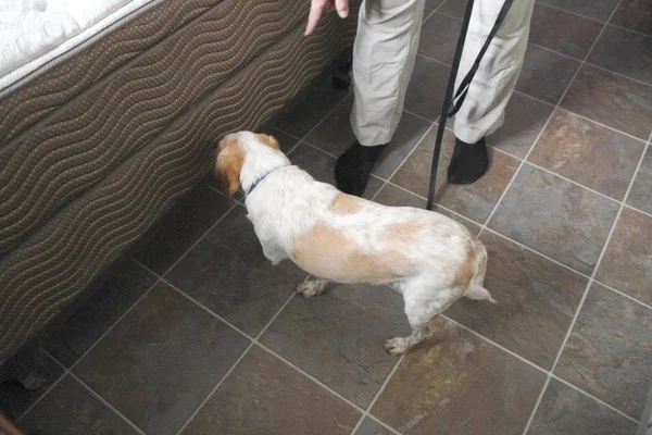 Hund sniffa för vägglöss — Stockfoto