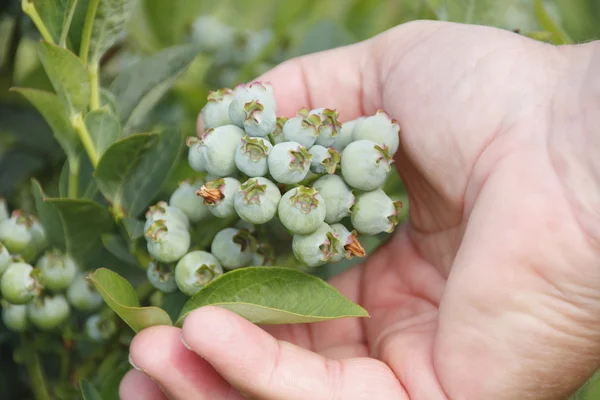 Sluiten op de rijping van de bosbes en Hand — Stockfoto