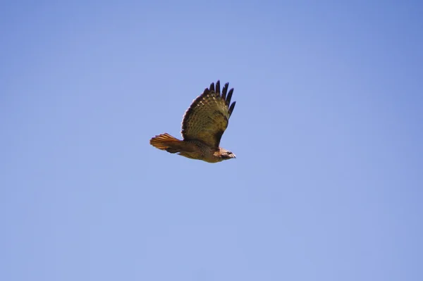 Chromakey için uçuş Falcon — Stok fotoğraf
