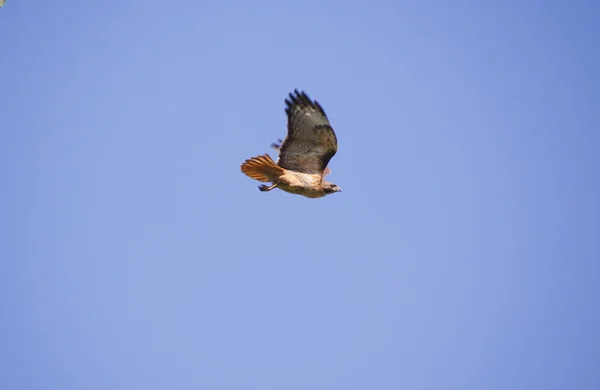 Falcon en vuelo para Chromakey — Foto de Stock