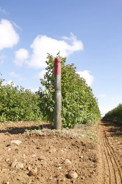 Raspberry Crop — Stock Photo, Image