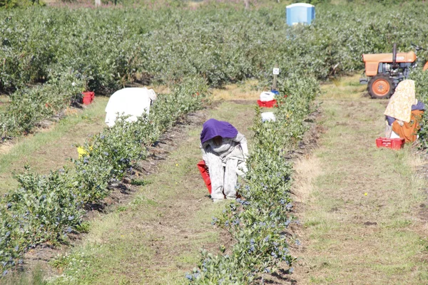 Lavoratore migrante sul campo — Foto Stock