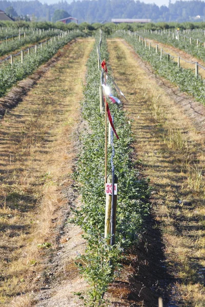 Ernteeinbußen — Stockfoto