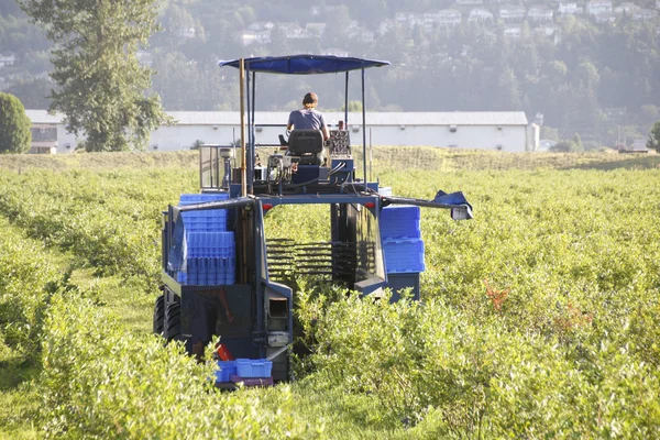 Berry Picking Machine — Stock Photo, Image