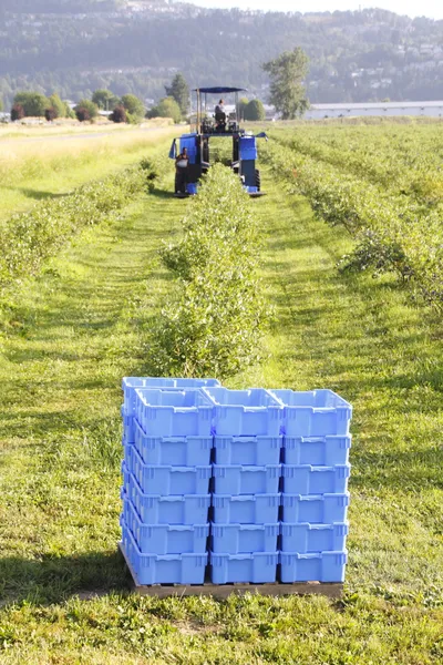 Berry Baskets — Stock Photo, Image