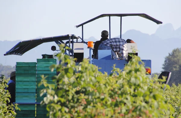 Harvesting the Berries — Stock Photo, Image