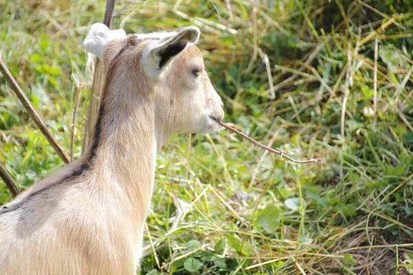 Baby Goat Grazing — Stock Photo, Image