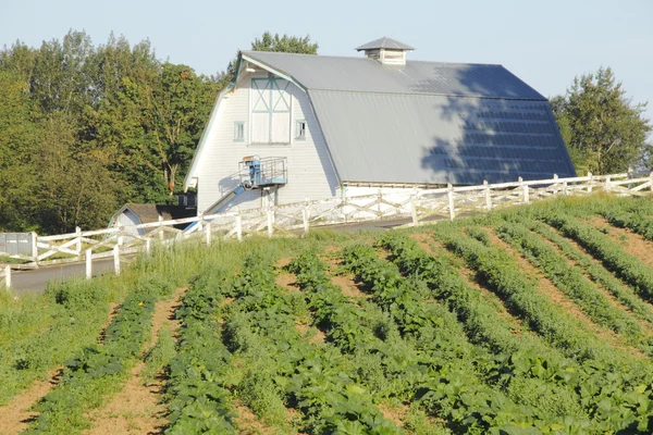 Barn and Corn Field — Stock Photo, Image