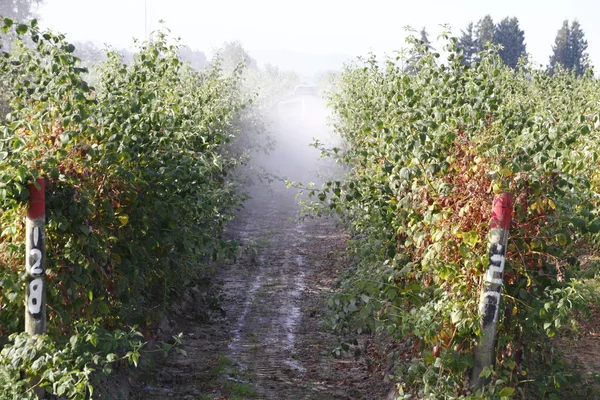 Washington Farmer Sprays Chemicals em bagas — Fotografia de Stock