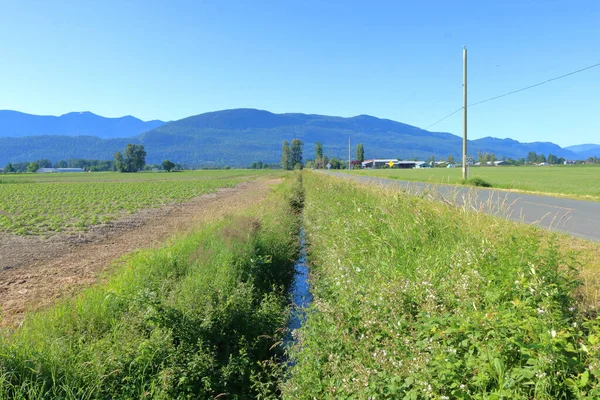 Ein Beispiel Dafür Wie Unkraut Einen Bewässerungsgraben Überholt Und Landwirtschaftlichen — Stockfoto