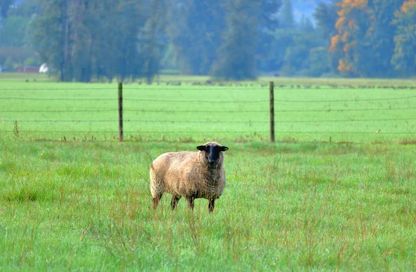 Una Sola Oveja Está Pasto Aplastado Vellón Está Creciendo Tiempo —  Fotos de Stock