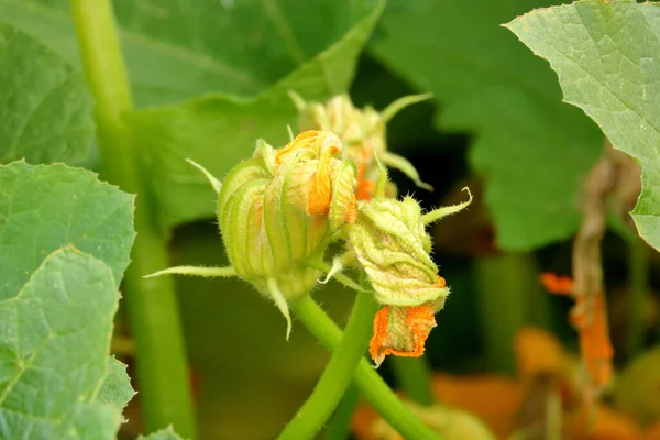 Vista Cercana Detallada Floración Temprana Las Calabazas Que Crecen Jardín — Foto de Stock