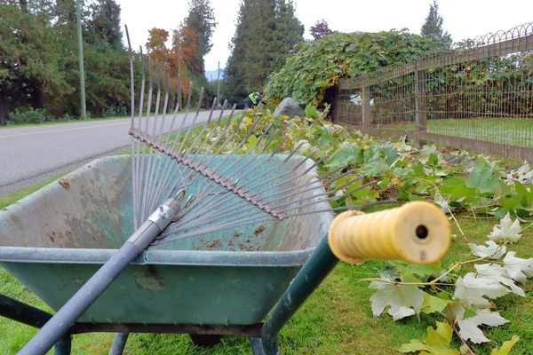 Close Detailed View Wheel Barrow Garden Rake Surrounded Hedge Clippings — Stock Photo, Image