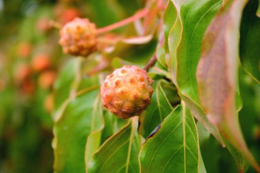 Close, detailed view of a Japanese Dogwood berry seen during the autumn season on the North American west coast.  clipart