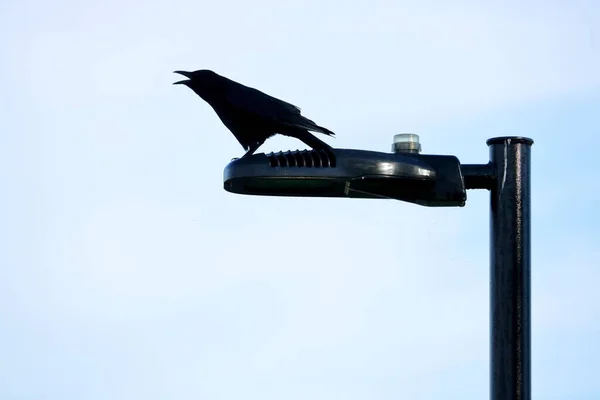 Profilo Della Sagoma Blackbird Adulto Appollaiato Lampione Che Sapere Mondo — Foto Stock