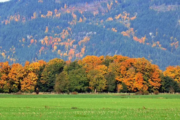Autumn Foliage Golden Colors Part Landscape Mountains Background — Stock Photo, Image
