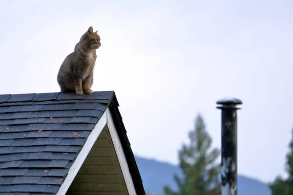 近日清晨 一只家猫出现在屋面上 目不转睛地注视着附近的住宅区 — 图库照片