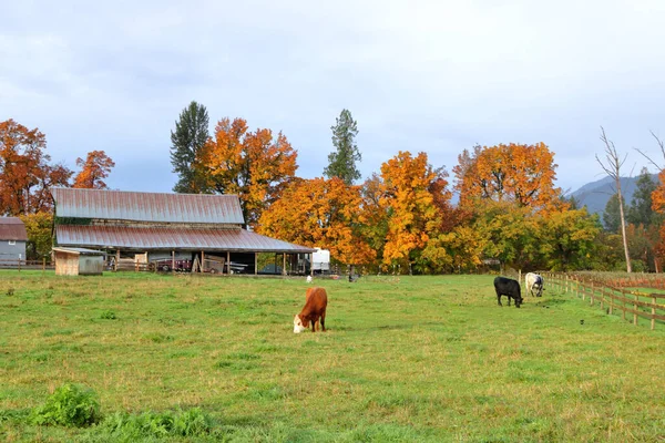 Φθινοπωρινό Φύλλωμα Πλαισιώνει Ένα Βοσκότοπο Όπου Αγελάδες Γαλακτοπαραγωγής Απολαμβάνουν Πλούσιο — Φωτογραφία Αρχείου