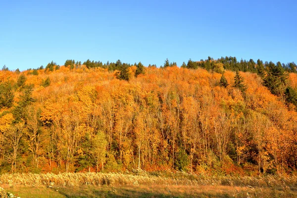 Brightly Lit Forested Hillside Seen Clear Blue Skies Autumn Months — Stock Photo, Image