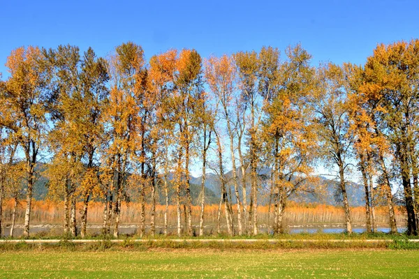 秋天的参天大树沿着河的两岸排起了长河 接近它们生命周期的终点 — 图库照片
