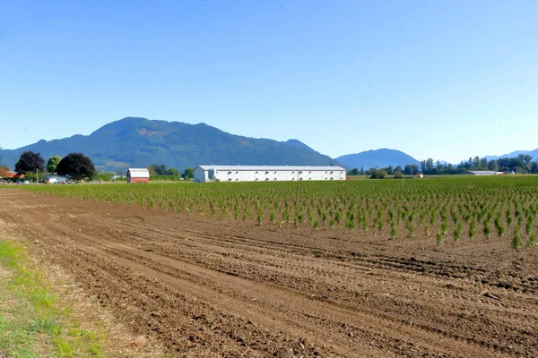 Ampia Vista Panoramica Una Nuova Azienda Agricola Alberata Che Sarà — Foto Stock