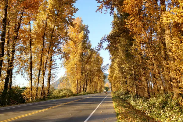 秋天的几个月里看到的高大的落叶的树 沿着一条平坦的 两条小路的乡间小路走着 — 图库照片