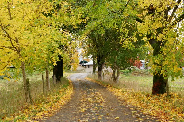 Bred Utsikt Över Smal Slingrande Väg Som Leder Till Lantgård — Stockfoto