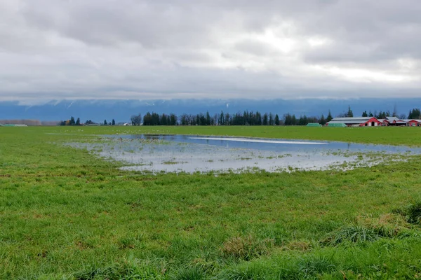 Ampla Vista Paisagem Hectares Saturados Uma Fazenda Após Dias Chuva — Fotografia de Stock