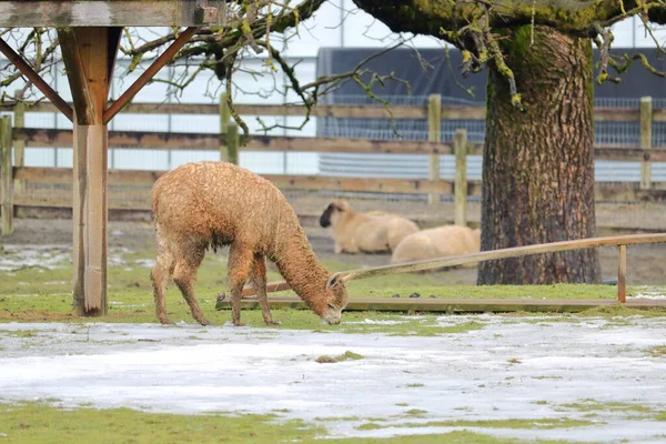 Vista Perfil Completo Invierno Llamas Adultas Pastando Pasto Mientras Las —  Fotos de Stock
