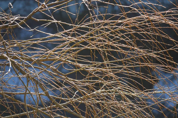Близкий Детальный Обзор Тонких Голых Ветвей Создает Рисунок Зимнего Фона — стоковое фото