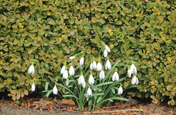 Close Detailed View Early Spring Cluster Snowdrops Set Green Shrub — Stock Photo, Image