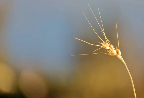 Vue Rapprochée Détaillée Graine Herbe Encadrée Droite Avec Fond Indistinct — Photo