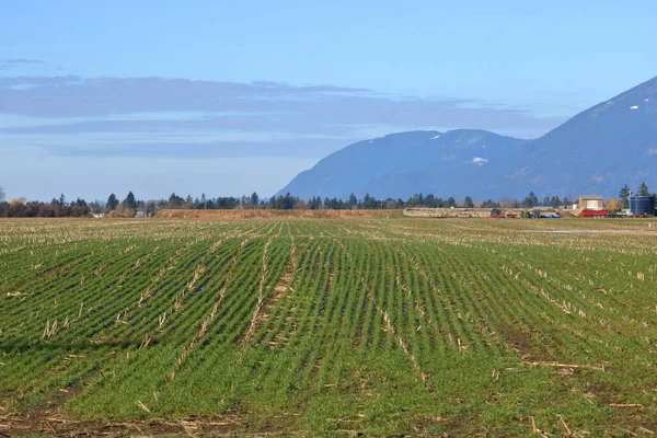 Vue Large Une Vallée Des Rangées Distinctives Herbe Remplaçant Maïs — Photo