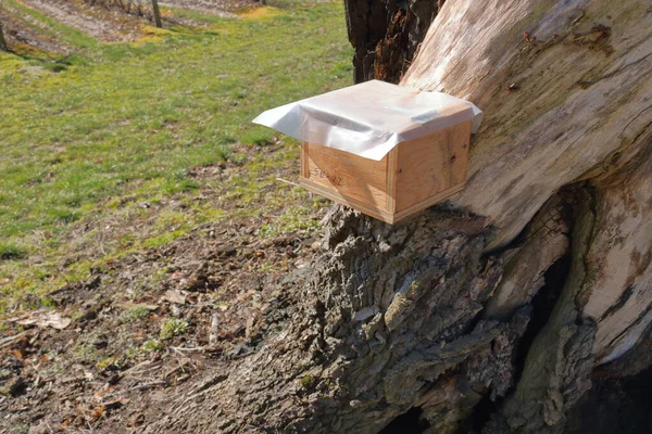 ブルーベリーの林の近くの木に取り付けられた小さな箱の広い視野は バンブルビーの罠に使用されます — ストック写真