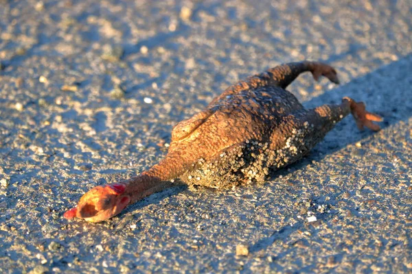 Hoge Hoek Dichtbij Gedetailleerd Zicht Een Kuikenkarkas Liggend Asfaltweg Het — Stockfoto