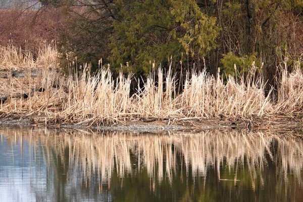 Wide View Revealing Beautiful Reflections Dry Winter Bulrushes Glassy Smooth — Stock Photo, Image