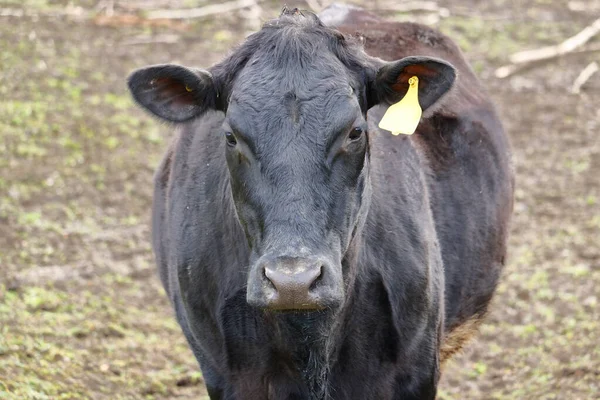 Egy Galloway Tehén Teljes Arcképe Világ Egyik Legrégebbi Szarvasmarha Fajtája — Stock Fotó