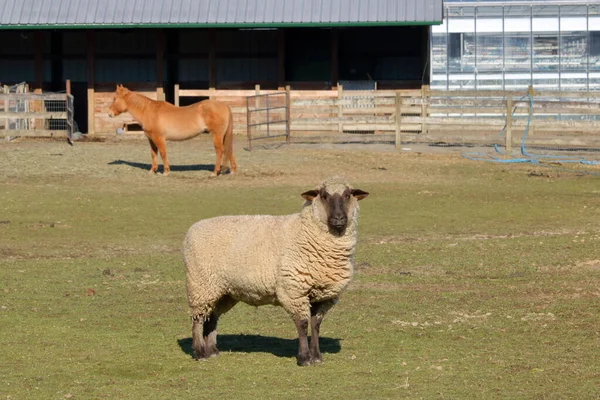 Ein Erwachsenes Lamm Und Pferd Typisches Vieh Auf Einem Hobby — Stockfoto