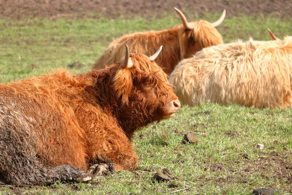 Vista Derecha Del Perfil Vacas Islandesas Blancas Doradas Descansando Campo —  Fotos de Stock