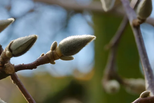 Vue Rapprochée Détaillée Bourgeon Saule Pleureur Pendant Les Mois Hiver — Photo