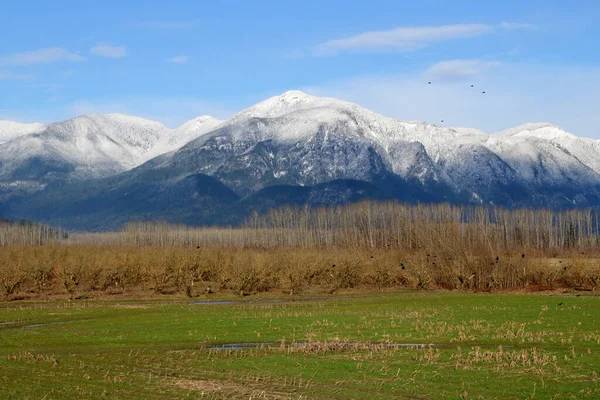 木の農場と美しい雪は フレーザーバレー地区として知られているカナダ南西部の冬の間に山脈をかぶった — ストック写真