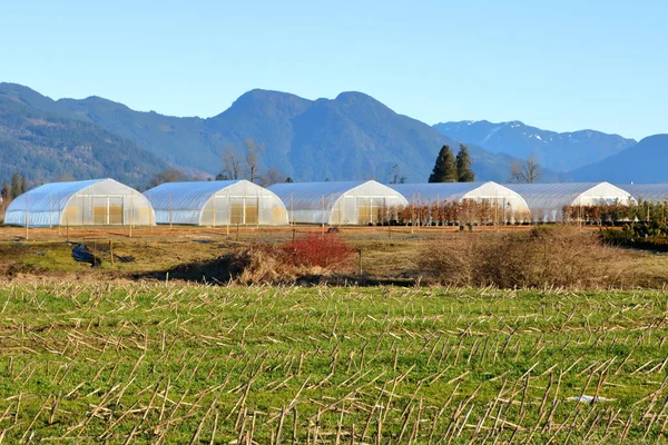 Greenhouses Background Grass Growing Corn Stubble Visual Example Very Productive — Stock Photo, Image