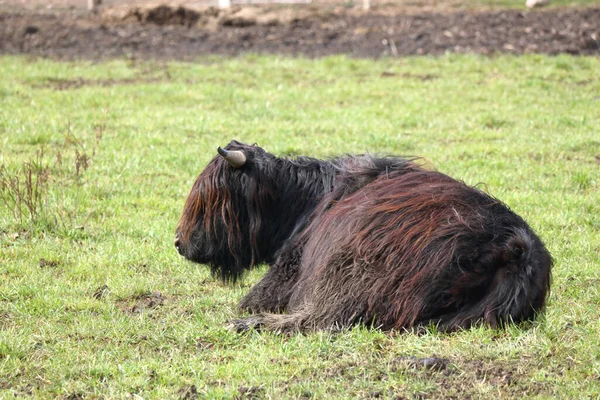 Links Profiel Van Een Zwarte Schotse Highland Koe Rustend Zonnige — Stockfoto