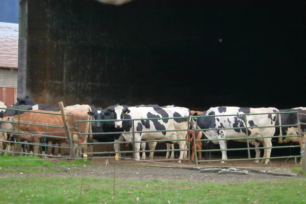 Herd Black White Holstein Dairy Cows Enjoy Open Space — Stock Photo, Image