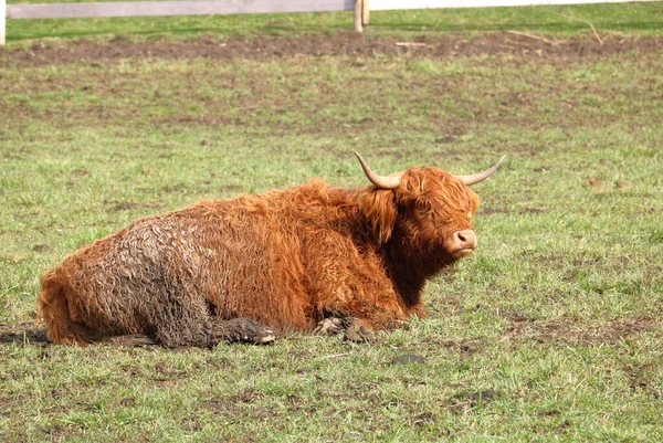 泥だらけで満足したスコットランドのハイランド牛の右のプロフィールビューは 牧草地に休んでいます 牛はコレステロールの低い高品質の肉のために飼育されています — ストック写真