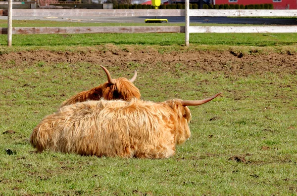 Par Vacas Highland Una Raza Escocesa Ganado Reconocido Por Sus —  Fotos de Stock