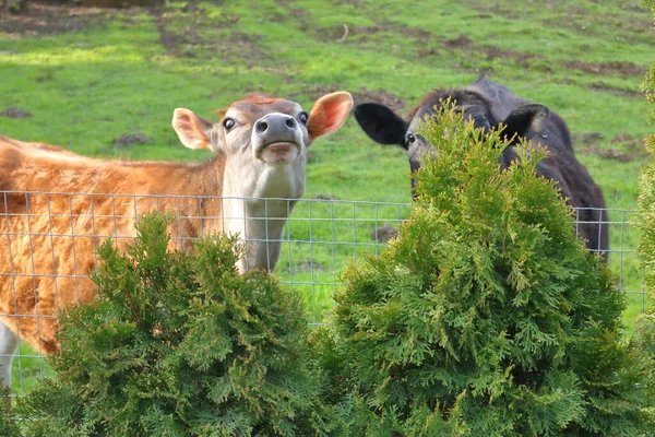 Medium View Two Calves Field Reaction Stranger Approaches — Stock Photo, Image