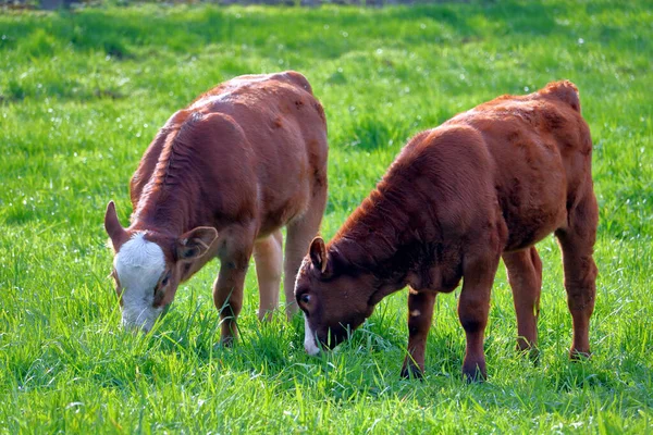 Ideal Conditions for Raising Calves — Stockfoto