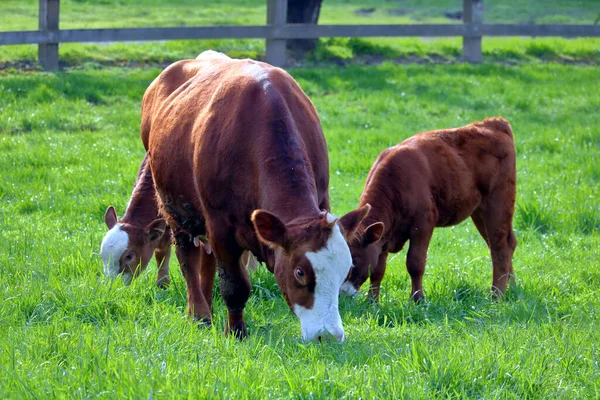 Calf Behavior and Mother — Stock Photo, Image